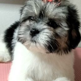 Girl 3 - Black and white female Shorkie puppy in Boca Raton, Florida from Tina-Marie's Pups