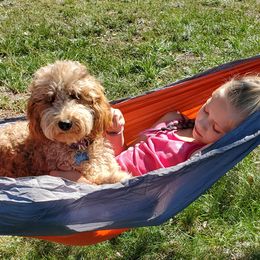 Sunny  - Goldendoodle
