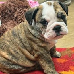 Esme - Red brindle and white female Bulldog puppy in Laurel, Montana from Bull Mountain Bulldogs