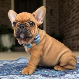 Jr - Fawn and white male French Bulldog puppy in Willis, Texas from Maranda Cianceruso