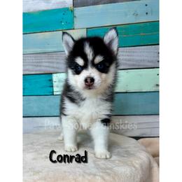 Conrad - Black and white male Pomsky puppy in Krum, Texas from Paw-Some Pomskies