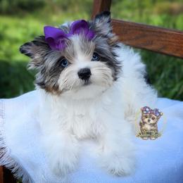 Korean Morkie Sina - female Companion Cross puppy in Barren Springs, Virginia from Seeking Shalom Acres Maltese, Maltipoos & Havamalts