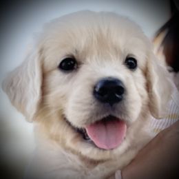 Golden Retriever Puppies from Golden Light Cremes