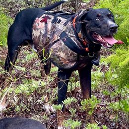 Rhys - Catahoula Leopard Dog