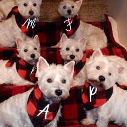 West Highland White Terriers from 2 Cute Westies