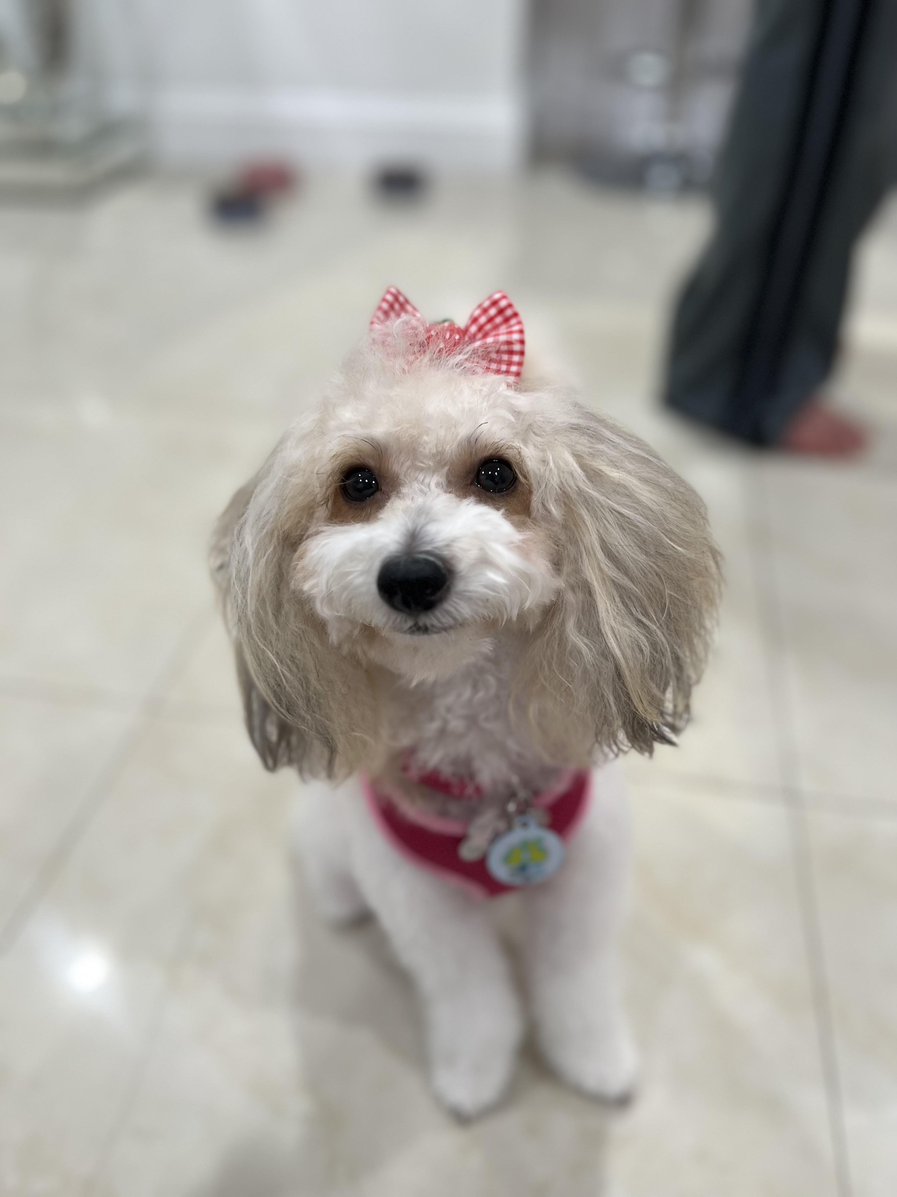 Lulu