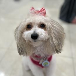 Lulu - Poodle