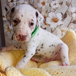 Dalmatian and Poodle Puppies from Reeves Family Standards