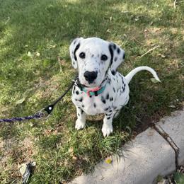 Dalmatian puppies from Hapi-Dal Dalmatians and Primetime Whippets