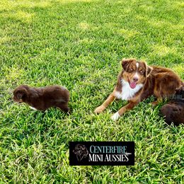Miniature Australian Shepherd and Toy Australian Shepherd Puppies from Centerfire Mini Aussies