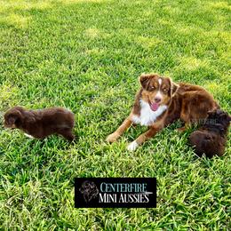 Miniature Australian Shepherd and Toy Australian Shepherd Puppies from Centerfire Mini Aussies