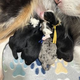 Miniature Australian Shepherd Puppies from Mill Creek Miniature Australian Shepherd