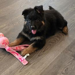 Miss Red - Black and red female German Shepherd puppy in Sumner, Iowa from Vom Wilke Kennels