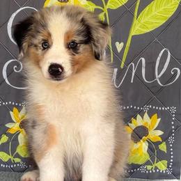 Skye - Blue merle male Australian Shepherd puppy in San Antonio, Texas from Small Time Ranch