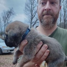 Blue boy - Fawn Mastiff puppy in Dowagiac, Michigan from Flanders Kennels LLC