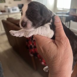 Girl 1 - Parti Miniature Schnauzer puppy in Contra Costa County, California from Shawn’s Toy Schnauzers’s