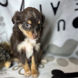 Girl 2 - Red tri female Miniature Australian Shepherd puppy in Hokes Bluff, Alabama from Alegria Toy Aussies