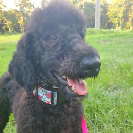 Magic - Poodle