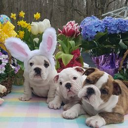Bulldog and Collie Puppies from Lakewinds Collies & Bulldogs