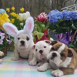 Bulldog and Collie Puppies from Lakewinds Collies & Bulldogs