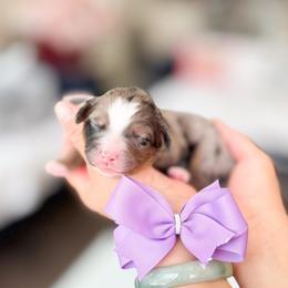 Lavender-Light Purple - Merle female Bernedoodle puppy in Ontario, California from Teddy Doodles & Standard Poodles