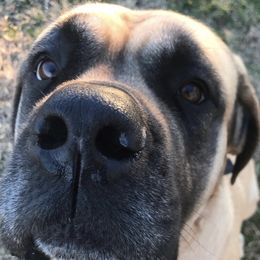 Mastiffs from Parbury Place Mastiffs