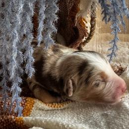Dakota - Red merle male Australian Shepherd puppy in Ramona, California from Blue Moon Aussies