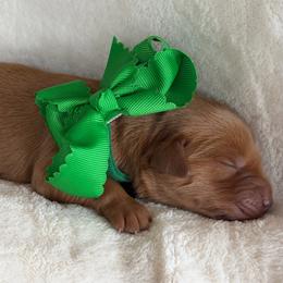 Kiwi - Dark golden male Golden Retriever puppy in Moses Lake, Washington from Dune Lakes Goldens
