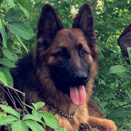 Australian Shepherds and German Shepherds from Lazy A Ranch & Kennels