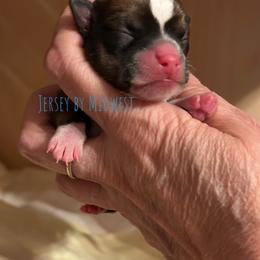 Chihuahua Puppies from Midwest Chihuahuas