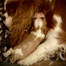 Cavalier King Charles Spaniel Puppies from Bella Fleur Cavaliers