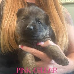 Pink collar - Sable female German Shepherd puppy in Canterbury, Connecticut from Nachtwaechter German Shepherds, LLC
