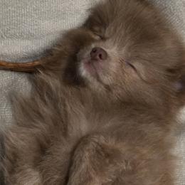 REX - Lavender male Pomeranian puppy in Hooksett, New Hampshire from Granite State Pomeranians