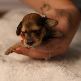 Purple - Wild boar female Dachshund puppy in Miami, Florida from Maitime Dachshund