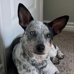 Australian Cattle Dog, Australian Shepherd, Companion Cross, and Miniature Australian Shepherd Puppies from MK Aussies