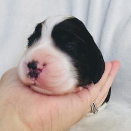 Winter - Black white and tan male English Springer Spaniel puppy in Casa Grande, Arizona from The Spaniel Garden