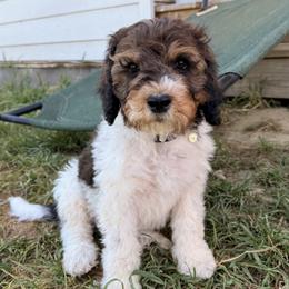 Raven - Sable female Bernedoodle puppy in Greeneville, Tennessee from My Two Doodles