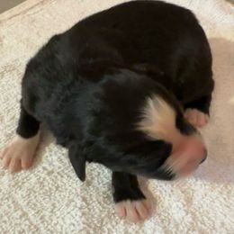 Prince - Black tri-color male Australian Shepherd puppy in Marshall, Virginia from Aussie Tales Farm