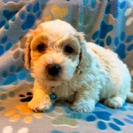 Blue boy - male Cavapoochon puppy in Mt Pleasant, Texas from Hippdoodranch
