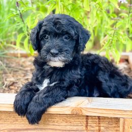 Cornstalk - Black and white male Sheepadoodle puppy in Wharton, Texas from Little Fur Friends