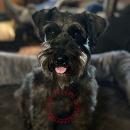 Rum Shot - Miniature Schnauzer