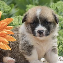 Hero - Red male Pembroke Welsh Corgi puppy in Lititz, Pennsylvania from GoldStar Corgis (License Number 18519)