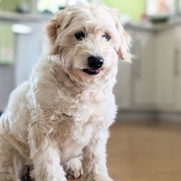 Goldendoodles, Golden Retrievers, Labradoodles, and Labrador Retrievers from Robertson's Retrievers & Doodles