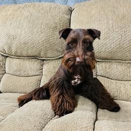 Milo - Miniature Schnauzer