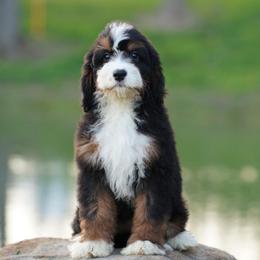 Aspen - Tri-color female Bernedoodle puppy in Dundee, Ohio from Down Home Doodle