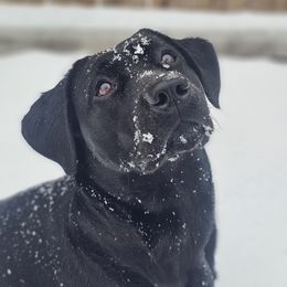 Labrador Retriever All Grown Up from Tsuki Labradors
