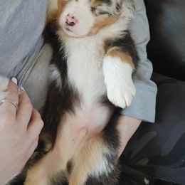Australian Shepherd Puppies from MND Aussies