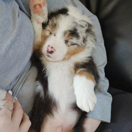 Australian Shepherd Puppies from MND Aussies