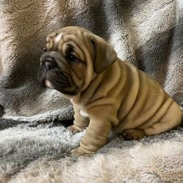 Bulldog Puppies from Semper Fi Bulldogs