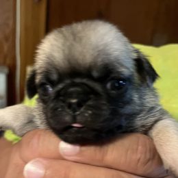 Girl 2 - female Pug puppy in Black Mtn, North Carolina from Southern Pugs